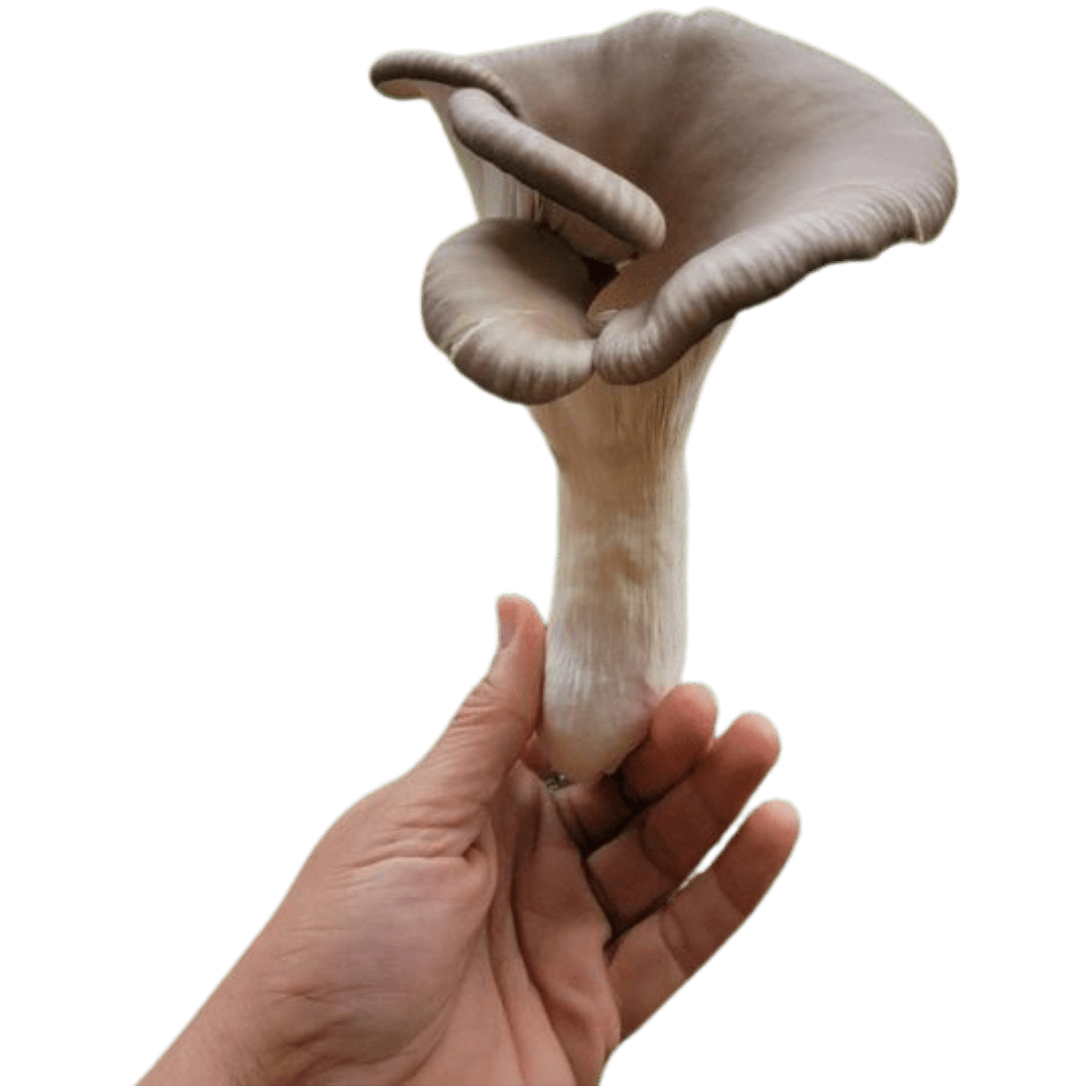 King Oyster Edit Lake Country Gourmet Mushroom Farm