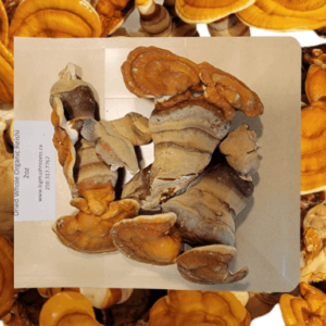 Dried Whole Reishi