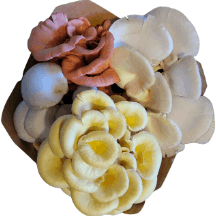 Fresh Oyster Mushrooms