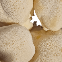 Fresh Lion's Mane Mushroom