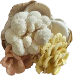 Chef Mix