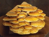 Chestnut Mushrooms