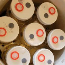 Liquid Culture Lids - Image 3