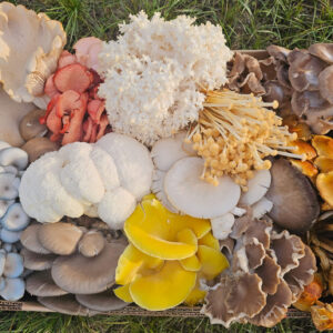Bulk Mushroom Deals